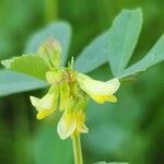 Trigonella glabra Fiore