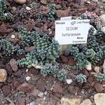 Sedum furfuraceum Habit