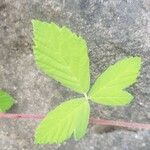 Rubus canescens Лист