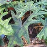 Alocasia scalprum Feuille