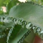 Kalanchoe laetivirens برگ