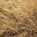 Aristida adscensionis Fruit