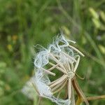 Crepis pulchra Fruto