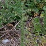Verbascum orientale Hábitos