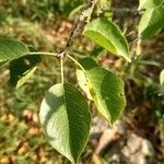 Prunus mahaleb Leaf