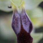 Ophrys lupercalis Mosusu