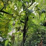 Chamaedorea pinnatifrons Alkat (teljes növény)