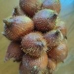 Salacca zalacca ഫലം