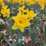 Narcissus pseudonarcissus Flors