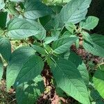 Physalis longifolia Leaf