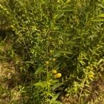Aureolaria grandiflora عادت
