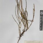 Ephedra gerardiana Kita