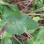 Phlomoides tuberosa 叶