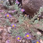 Machaeranthera tanacetifolia Blomma