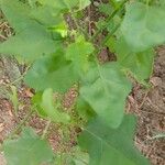 Solanum trilobatum Blatt