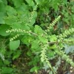 Teucrium scorodoniaFlower