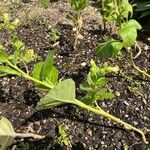 Nicotiana rustica Blad