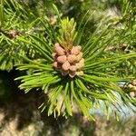Pinus contorta Frukto