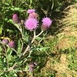 Cirsium arvenseЦвят