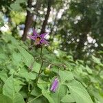 Solanum dulcamaraFlor