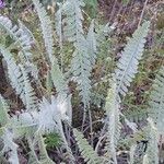 Achillea clypeolata Feuille