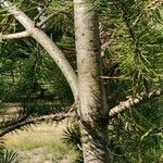 Pinus cembroides Кара