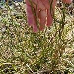 Juncus filiformis Folha