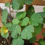 Tropaeolum tuberosum Blad