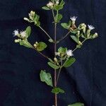 Chromolaena squalida Hoja