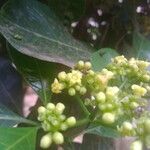 Psychotria capensis Flor