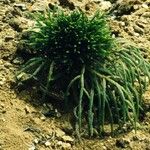 Dacrydium araucarioides Celota