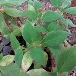 Kohleria hirsuta Blad