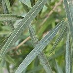 Searsia lancea Leaf