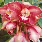 Cymbidium faberi Bloem