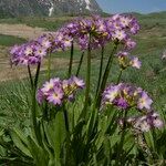 Primula auriculata Hábito