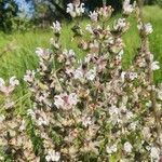 Salvia aethiopisFlower