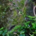 Salvia occidentalis Цветок