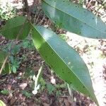 Talisia guianensis Leaf