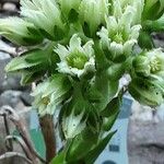 Sempervivum globiferum Цвят