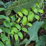 Asparagus asparagoides Leaf