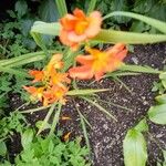 Crocosmia aurea Φύλλο