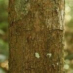 Pouteria brachyandra Kabuk