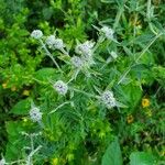 Pycnanthemum verticillatum Flower