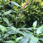 Polygonum persicaria Φύλλο