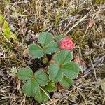 Fragaria chiloensis Листок