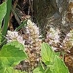 Mentha longifolia Flower