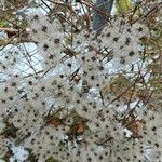 Clematis virginiana फूल