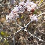Limonium tuberculatum Flor