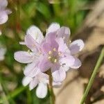 Armeria ruscinonensis Квітка