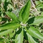 Rotheca myricoides Folla